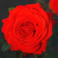 Quinta Jardins do Imperador à Madère. Rose rouge. Cliquer pour agrandir l'image.