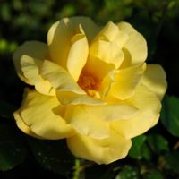 Quinta Jardins do Imperador à Madère. Rose jaune. Cliquer pour agrandir l'image.