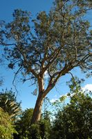 La quinta do Monte à Madère. Eucalyptus. Cliquer pour agrandir l'image.