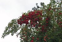 La quinta do Palheiro à Madère. Jamrosat, pomme rose, syzygium jambos, feuillage. Cliquer pour agrandir l'image.