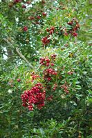 La quinta do Palheiro à Madère. Jamrosat, pomme rose, syzygium jambos, fruits. Cliquer pour agrandir l'image.