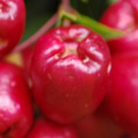 La quinta do Palheiro à Madère. Jamrosat, pomme rose, syzygium jambos, fruit. Cliquer pour agrandir l'image.