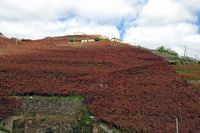 Le village d'Estreito de Câmara de Lobos à Madère. Vigne de malvoisie. Cliquer pour agrandir l'image.