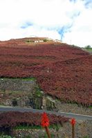 Le village d'Estreito de Câmara de Lobos à Madère. Vigne de malvoisie. Cliquer pour agrandir l'image.