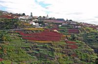 Le village d'Estreito de Câmara de Lobos à Madère. Vigne de malvoisie. Cliquer pour agrandir l'image.