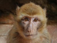 La flore et la faune du Maroc. Macaque berbère, Macaca sylvanus, Ouzoud. Cliquer pour agrandir l'image dans Adobe Stock (nouvel onglet).
