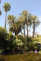 Le jardin Majorelle à Marrakech au Maroc. Cliquer pour agrandir l'image dans Adobe Stock (nouvel onglet).
