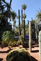 Le jardin Majorelle à Marrakech au Maroc. Jardin de cactus. Cliquer pour agrandir l'image dans Adobe Stock (nouvel onglet).
