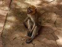 La flore et la faune du Maroc. Macaque berbère, macaca sylvanus, Ouzoud. Cliquer pour agrandir l'image.
