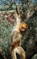 Berber macaque, macaca sylvanus, Ouzoud. Click to enlarge the image.