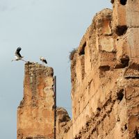La flore et la faune du Maroc. Cigognes blanches, ciconia ciconia, palais el badia, Marrakech. Cliquer pour agrandir l'image.