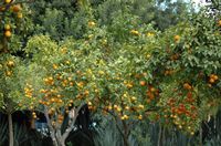 La flore et la faune du Maroc. Bigaradiers, citrus aurantium, hôtel Tikida Garden, Marrakech. Cliquer pour agrandir l'image.