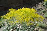 La flore et la faune du Maroc. Fleurs jaunes près d'Aït Mannsour. Cliquer pour agrandir l'image.