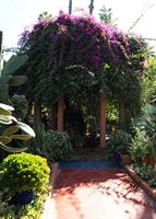Le jardin Majorelle à Marrakech au Maroc. Bougainvillée. Cliquer pour agrandir l'image.