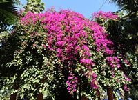 bougainvillea. Click to enlarge the image.