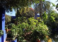 Le jardin Majorelle à Marrakech au Maroc. Trompette des anges. Cliquer pour agrandir l'image.