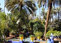 garden of palm trees. Click to enlarge the image.