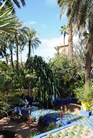 garden of palm trees. Click to enlarge the image.