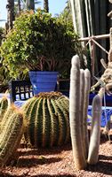 Le jardin Majorelle à Marrakech au Maroc. Jardin de cactus. Cliquer pour agrandir l'image.