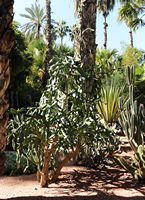 Le jardin Majorelle à Marrakech au Maroc. Jardin de cactus. Cliquer pour agrandir l'image.