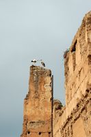 storks. Click to enlarge the image.