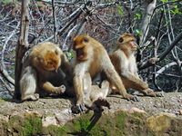 Berber macaques, cascades of Ouzoud. Click to enlarge the image.