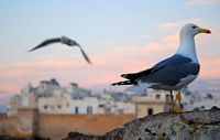 La ville d'Essaouira au Maroc. Goéland argenté (Larus argentatus). Cliquer pour agrandir l'image.