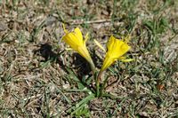 Narciso pregona (Narcissus bulbocodium). Haga clic para ampliar la imagen.