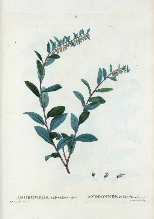 andromeda calyculata (andromede caliculee)