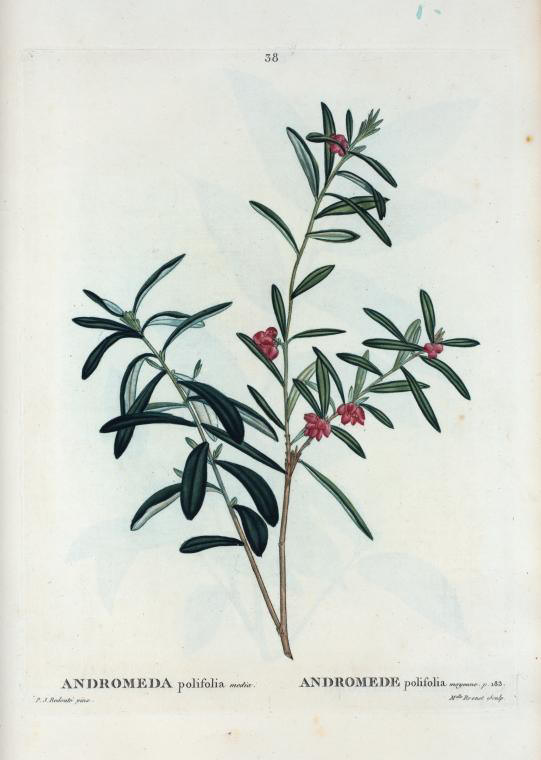andromeda polifolia (andromede polifolia)
