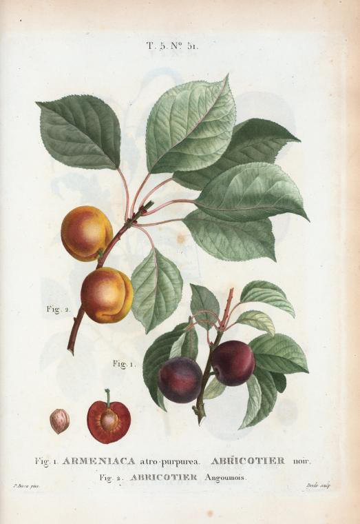 armeniaca atro-purpurea (abricotier noir)