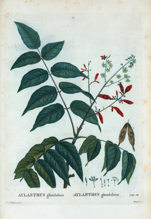 aylanthus glandulosa (aylanthus glanduleux)