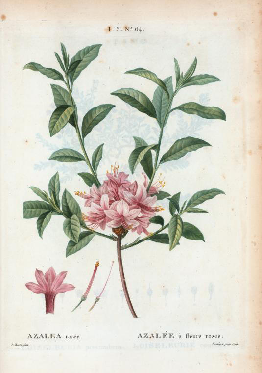 azalea rosea (azalée à fleurs roses)