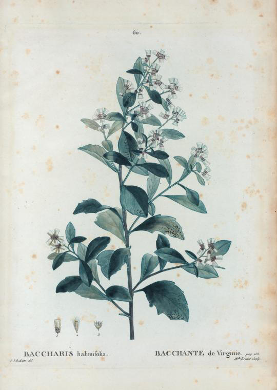 baccharis halimifolia (bacchante de virginie)