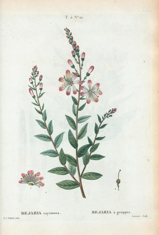 bejaria racemosa (béjaria à grappes)