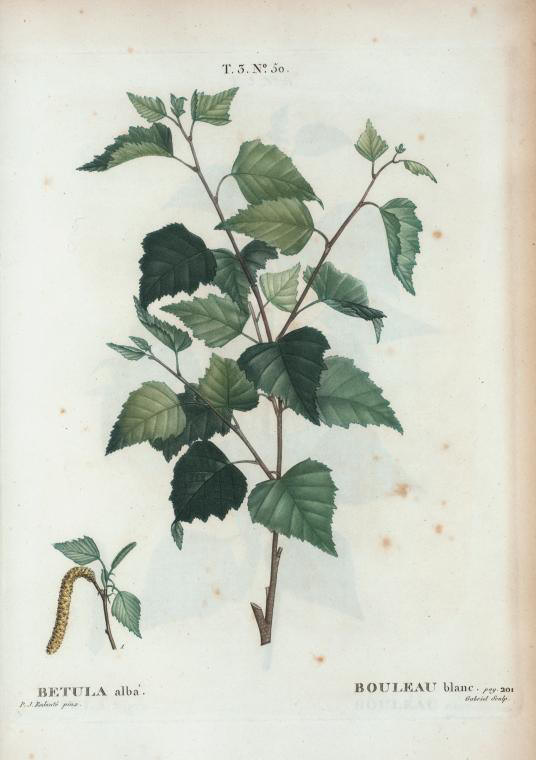 betula alba (bouleau blanc)