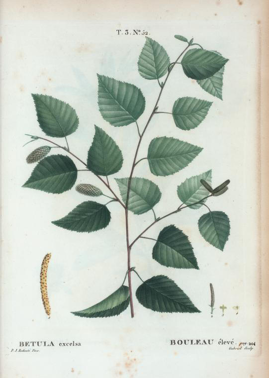 betula excelsa (bouleau élevé)