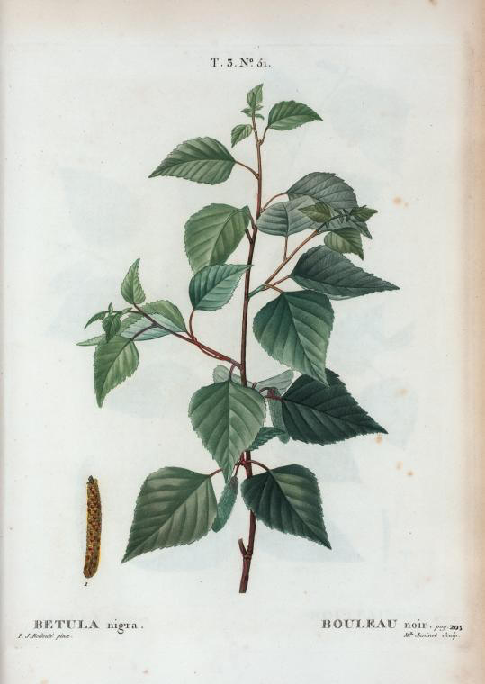 betula nigra (bouleau noir)