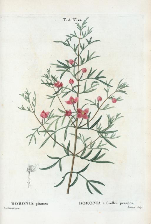 boronia pinnata (boronia à feuilles pennées)