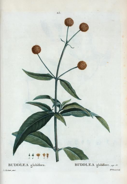 buddlea globiflora (buddlea globiflore)