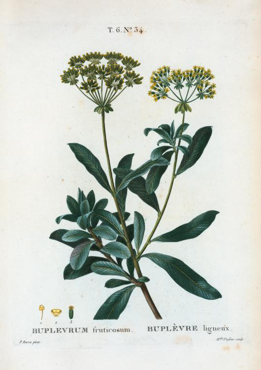 buplevrum fruticosum (buplevre ligneux)
