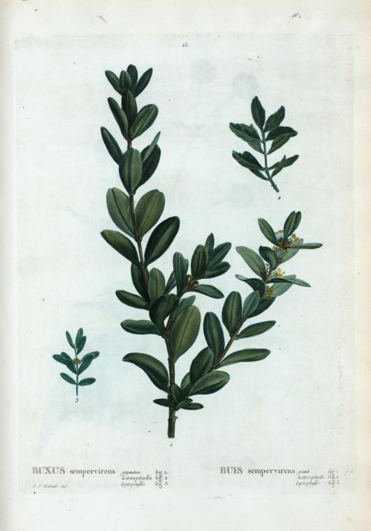 buxus sempervirens (buis sempervirens)