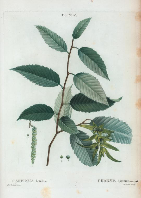 Carpinus betulus (charme commun)