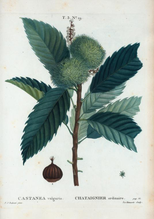 Castanea vulgaris (chataignier ordinaire)