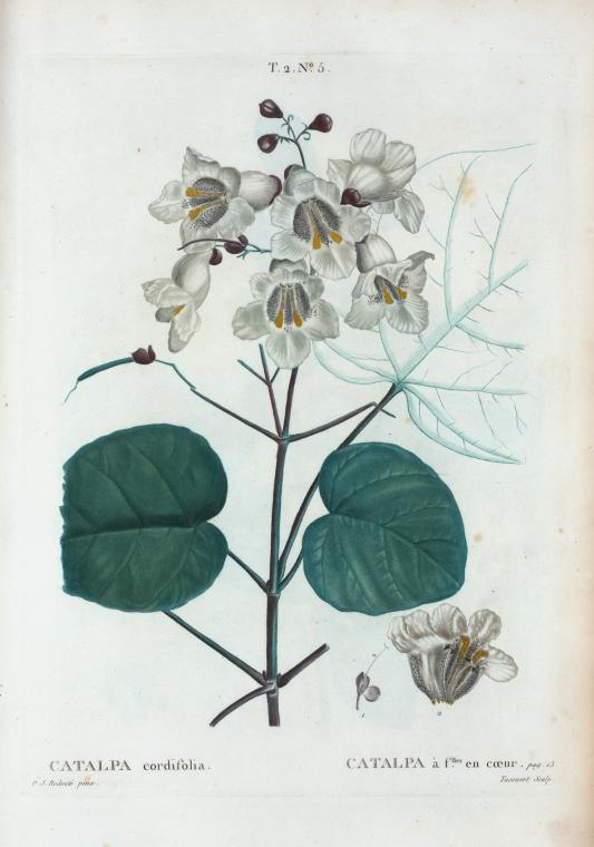 Catalpa cordifolia (catalpa à feuilles en coeur)