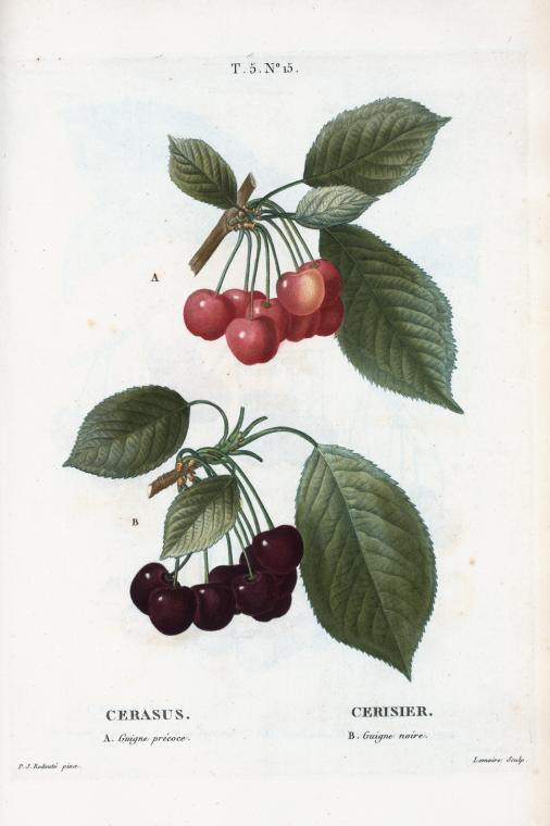Cerasus (cerisier, a- guigne precoce, b- guigne noire)