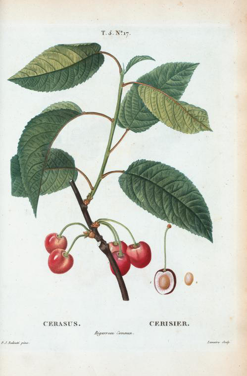 Cerasus (cerisier bigarreau commun)