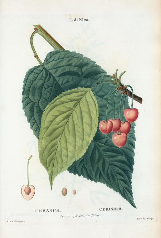 Cerasus (cerisier à feuilles de tabac)