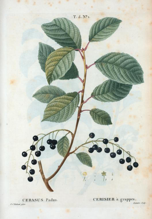 Cerasus padus (cerisier à grappes)