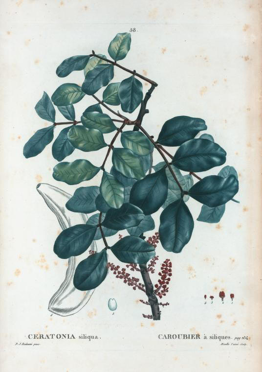 Ceratonia siliqua (caroubier à siliques)